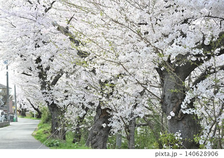 鳥屋野潟の桜並木(新潟県新潟市中央区) 鳥屋野潟の桜並木(新潟県新潟市中央区) 140628906