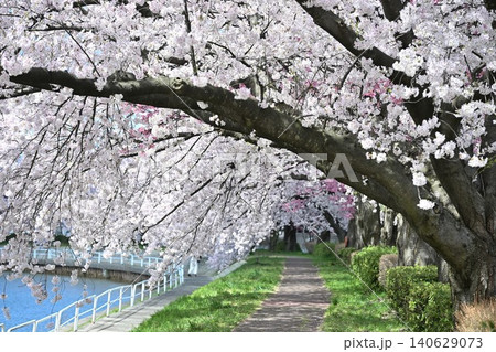 東明さくら公園の桜並木(新潟県新潟市) 東明さくら公園の桜並木(新潟県新潟市) 140629073