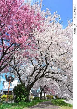 東明さくら公園の桜並木(新潟県新潟市) 東明さくら公園の桜並木(新潟県新潟市) 140629088