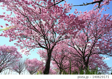 マイロード桜の舞う道の陽光桜(新潟県新潟市秋葉区新津) マイロード桜の舞う道の陽光桜(新潟県新潟市秋葉区新津) 140629171