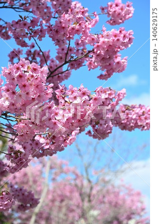 マイロード桜の舞う道の陽光桜(新潟県新潟市秋葉区新津) マイロード桜の舞う道の陽光桜(新潟県新潟市秋葉区新津) 140629175