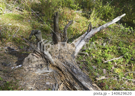 Upended Decaying Tree Stump on Forest Floor Upended Decaying Tree Stump on Forest Floor 140629620