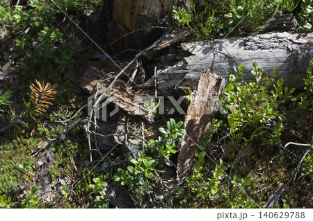 Fallen Bark and Rotting Wood on Forest Floor Fallen Bark and Rotting Wood on Forest Floor 140629788