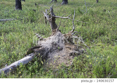 Uprooted Tree Stump with Exposed Roots in Pine Forest 140630157