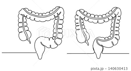 Simple continuous line drawings of the human colon and rectum in black ink Simple continuous line drawings of the human colon and rectum in black ink 140630413