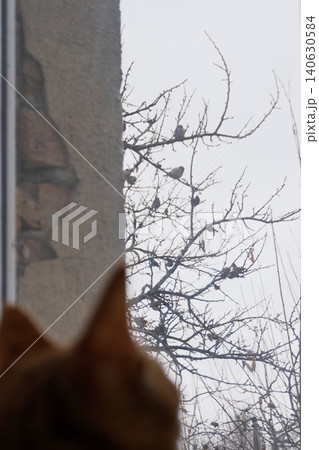 Ginger cat silhouette watching birds on a bare tree through a window Ginger cat silhouette watching birds on a bare tree through a window 140630584