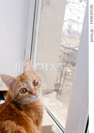 Ginger tabby cat with head tilted looking at camera near window Ginger tabby cat with head tilted looking at camera near window 140630586