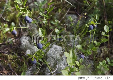 Wild Blueberries Ripening on Shrub Close Up Wild Blueberries Ripening on Shrub Close Up 140630712