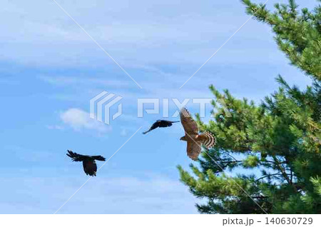 オオタカとカラス オオタカとカラス 140630729