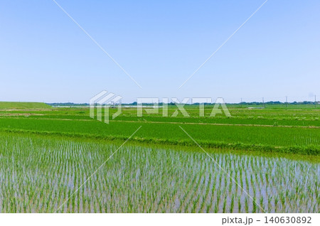 千葉県柏市利根川周辺2026年5月 140630892