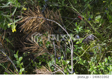 Dry Pine Needles and Wild Blueberries on Forest Floor Dry Pine Needles and Wild Blueberries on Forest Floor 140631002