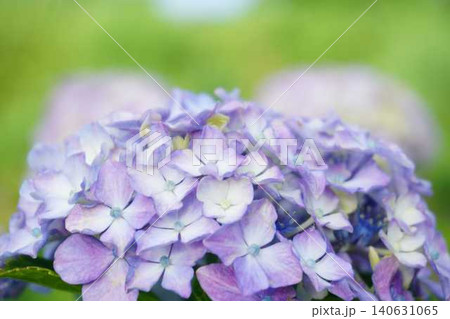 淡い紫陽花 淡い紫陽花 140631065
