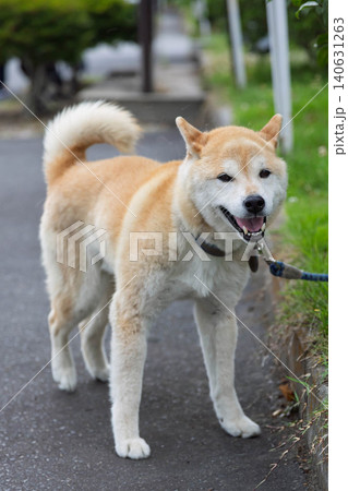 笑顔で見上げる柴犬 笑顔で見上げる柴犬 140631263