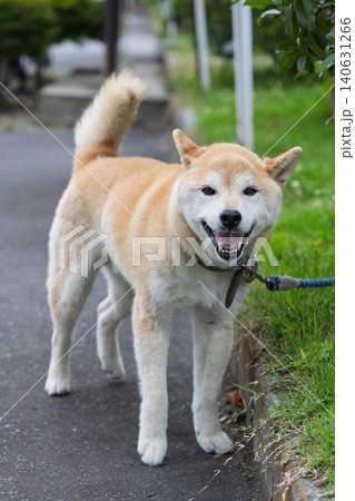 笑顔で見上げる柴犬 笑顔で見上げる柴犬 140631266