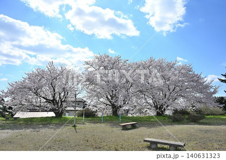 満願寺公園の桜(新潟県新潟市秋葉区) 満願寺公園の桜(新潟県新潟市秋葉区) 140631323