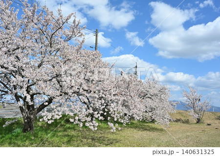 満願寺公園の桜(新潟県新潟市秋葉区) 満願寺公園の桜(新潟県新潟市秋葉区) 140631325