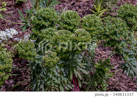Euphorbia x martinii shrub with ornamental spring blooms Euphorbia x martinii shrub with ornamental spring blooms 140631337