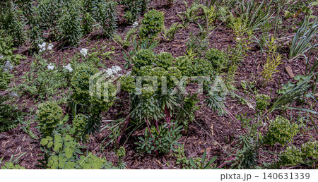 Euphorbia x martinii perennial ornamental plant outdoors Euphorbia x martinii perennial ornamental plant outdoors 140631339