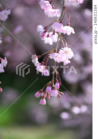可憐に咲く桜の花 140631384