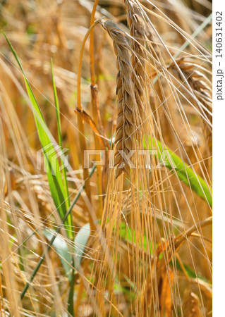 beautiful golden wheat ears at meadow at sunny day bathing in sun light. macro beautiful golden wheat ears at meadow at sunny day bathing in sun light. macro 140631402