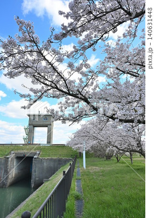 満願寺閘門と桜(新潟県新潟市秋葉区新津) 満願寺閘門と桜(新潟県新潟市秋葉区新津) 140631448