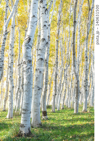 秋のシラカバ林 モエレ沼公園 札幌市 秋のシラカバ林 モエレ沼公園 札幌市 140631500