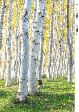 秋のシラカバ林 モエレ沼公園 札幌市 秋のシラカバ林 モエレ沼公園 札幌市 140631504