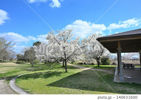 大江山公園の桜(新潟県新潟市江南区) 大江山公園の桜(新潟県新潟市江南区) 140631600
