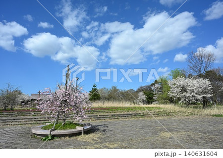 大江山公園の桜（新潟県新潟市江南区） 140631604