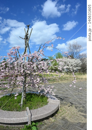 大江山公園の桜（新潟県新潟市江南区） 140631605