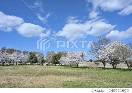大江山公園の桜(新潟県新潟市江南区) 大江山公園の桜(新潟県新潟市江南区) 140631609