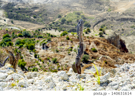 a small tree on the mountain slope a small tree on the mountain slope 140631614