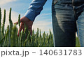 Exploring wheat fields, Agriculture close up, Man s hand in farmland, Caring for wheat, Beautiful farming landscape, Morning in the village, Life on a farm, Nature in a palm, Wheat growing strong 140631783