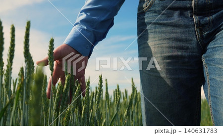 Exploring wheat fields, Agriculture close up, Man s hand in farmland, Caring for wheat, Beautiful farming landscape, Morning in the village, Life on a farm, Nature in a palm, Wheat growing strong 140631783