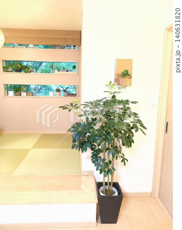 シェフレラ カポック ホンコン 7号鉢 観葉植物 丸い葉が可愛いインテリアグリーン リビング室内 140631820