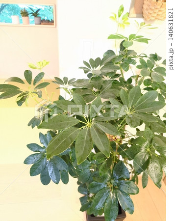 シェフレラ カポック ホンコン 7号鉢 観葉植物 丸い葉が可愛いインテリアグリーン リビング室内 140631821