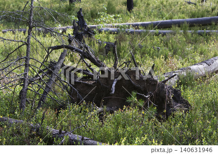 Uprooted Fallen Trees and Weathered Roots in Forest Clearing Uprooted Fallen Trees and Weathered Roots in Forest Clearing 140631946