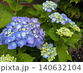青い紫陽花 140632104