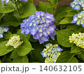 梅雨に咲く紫陽花 140632105