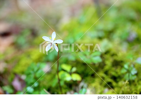 爽やか バイカオウレンの花 爽やか バイカオウレンの花 140632158