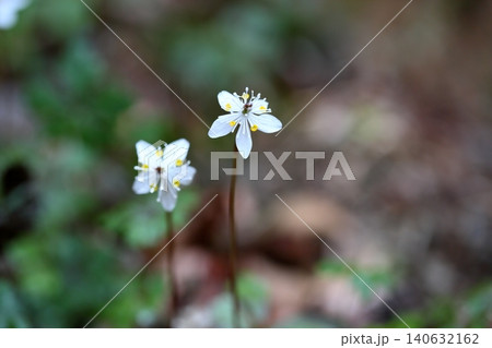 爽やか バイカオウレンの花 爽やか バイカオウレンの花 140632162