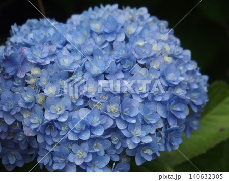 梅雨に咲く紫陽花 140632305