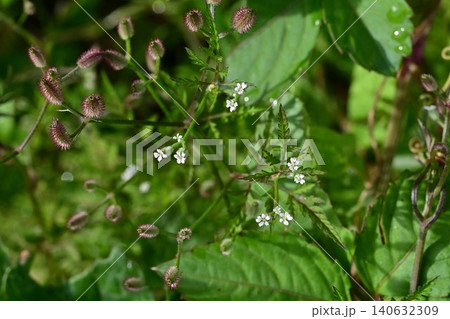 オヤブジラミの花・雄藪虱・雑草の花 オヤブジラミの花・雄藪虱・雑草の花 140632309