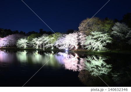 弁天潟風致公園の夜桜ライトアップ(新潟県聖籠町) 弁天潟風致公園の夜桜ライトアップ(新潟県聖籠町) 140632346