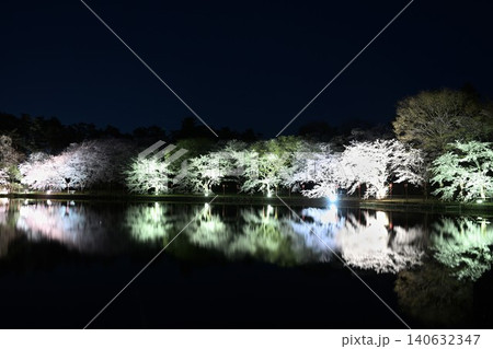 弁天潟風致公園の夜桜ライトアップ(新潟県聖籠町) 弁天潟風致公園の夜桜ライトアップ(新潟県聖籠町) 140632347