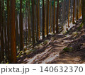 春の川乗山 登山道 杉林の木漏れ日と山道 140632370