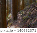 春の川乗山 登山道 杉林の木漏れ日と山道 140632371