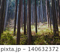 春の川乗山 登山道 杉林の木漏れ日と山道 140632372