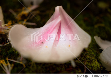 苔むす地面に落ちた水滴が光る美しい牡丹の花弁 140632466