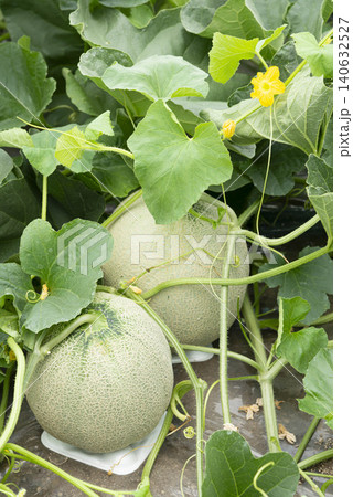 ネットメロンの栽培、黄色い花と青々とした葉が生い茂る夏の菜園 ネットメロンの栽培、黄色い花と青々とした葉が生い茂る夏の菜園 140632527